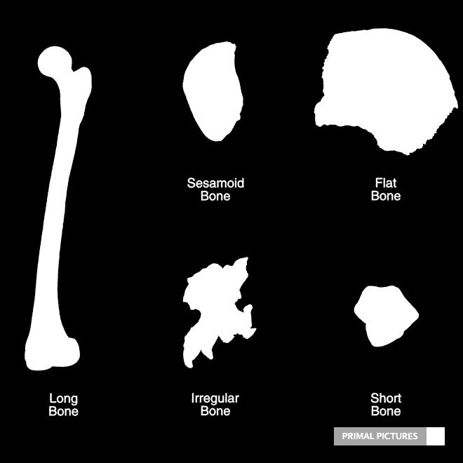 Types of Bone: Anatomical: