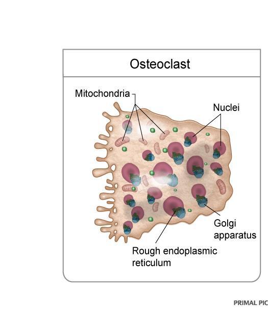 Osteoclast Large, branched motile, multinucleated cells. Originates from fusion of monocytes. Secretes collagenase and some enzymes.