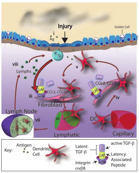 Figure 9 Model for fibroblast αvβ8 directed DC migration in airway remodeling. (i) Injury (i.e., tobacco smoke) or antigen (Ag) leads to inflammasome activation and caspase-1 mediated cleavage and release of active IL-1β.