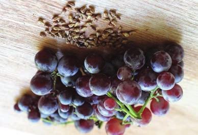 Grape Seed Extract and Menopause Doctors were interested in the effects of proanthocyanidins a kind of antioxidant polyphenol in grape seeds on menopausal symptoms, body composition, and measures of