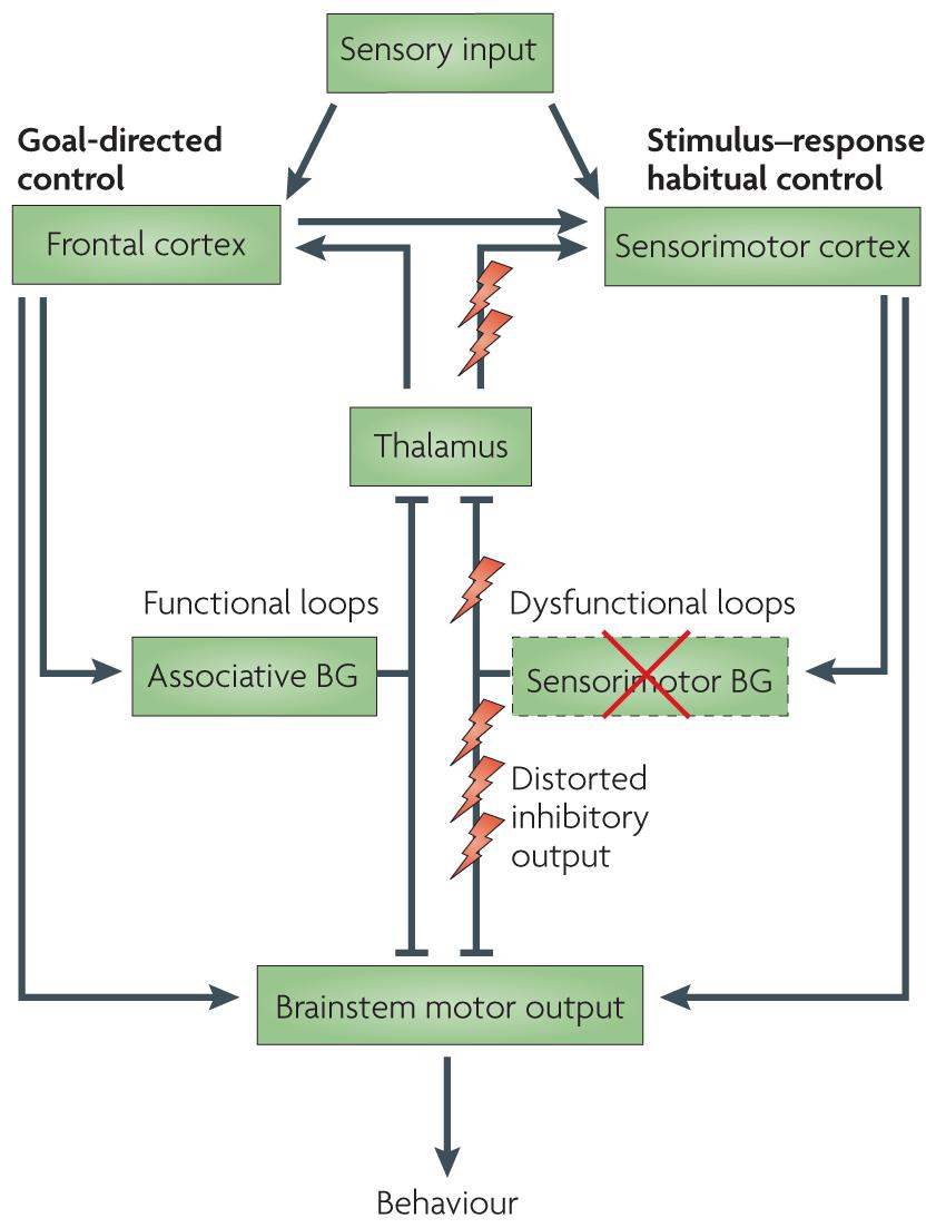 Redgrave et al. Page 28 Figure 5. Functional and dysfunctional loops through the basal ganglia in the parkinsonian state Both goal-directed and habitual control systems receive sensory inputs.