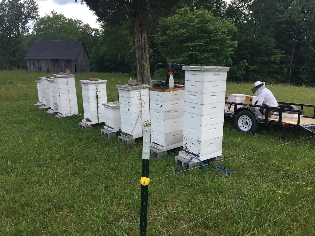 Strong honey hives