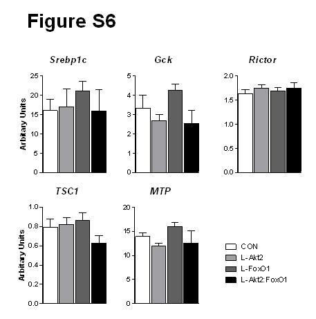 Figure S6. The Expression of Lipogenic Genes was Not Altered in Mice Injected with GTG. Real-time PCR results for designated genes.