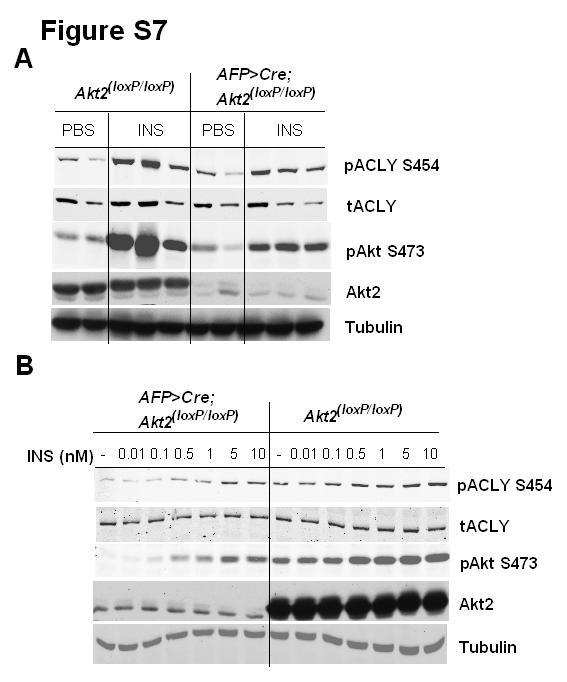 Figure S7. Insulin-Stimulated ACL Phosphorylation was Blunted in Akt2 Deficient Hepatocytes.