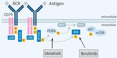 Idelalisib first in class kinase inhibitor targets the catalytic subunit of the class I phosphoinositide 3 kinase (PI3 kinase) another
