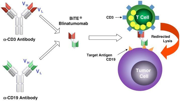 Blinatumumab Monoclonal antibody with bi specific T cell