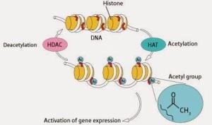 Panobinostat Pan histone deacetylase (HDAC) inhibitor HDACs regulate DNA transcription and are up regulated in
