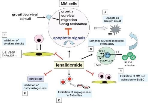 Lenalidomide Malignant Cell Multi system effects including inhibition of angiogenesis, enhancement of