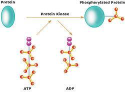 Kinase Inhibitors A protein kinase is an enzyme that modifies proteins by chemically adding phosphate groups (phosphorylation) Proteins are turned on or off by phosphorylation Kinases