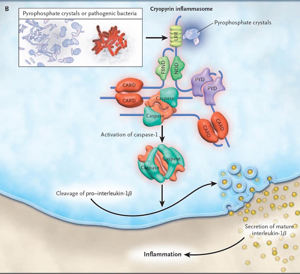 NLRP3 Cryopyrin Inflammasome, Caspase-1, and IL-1B Maturation Endogenous