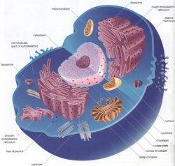 Name the organelle where DNA