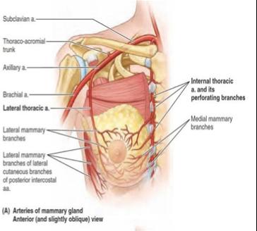 Vessels Internal thoracic artery Intercostal arteries, Thoracoacromial artery lateral thoracic artery Batson s plexus valveless vein