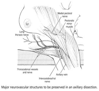 You ve Got a lot of Nerve Medial pectoral nerve pectoralis major and pectoralis minor Lateral pectoral
