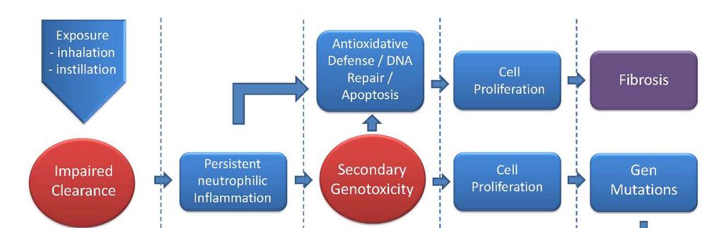 Conceptual AOP Model of lung overload