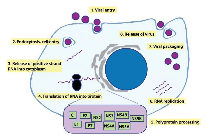 HCV Life Cycle Jazwinski AB, et al.