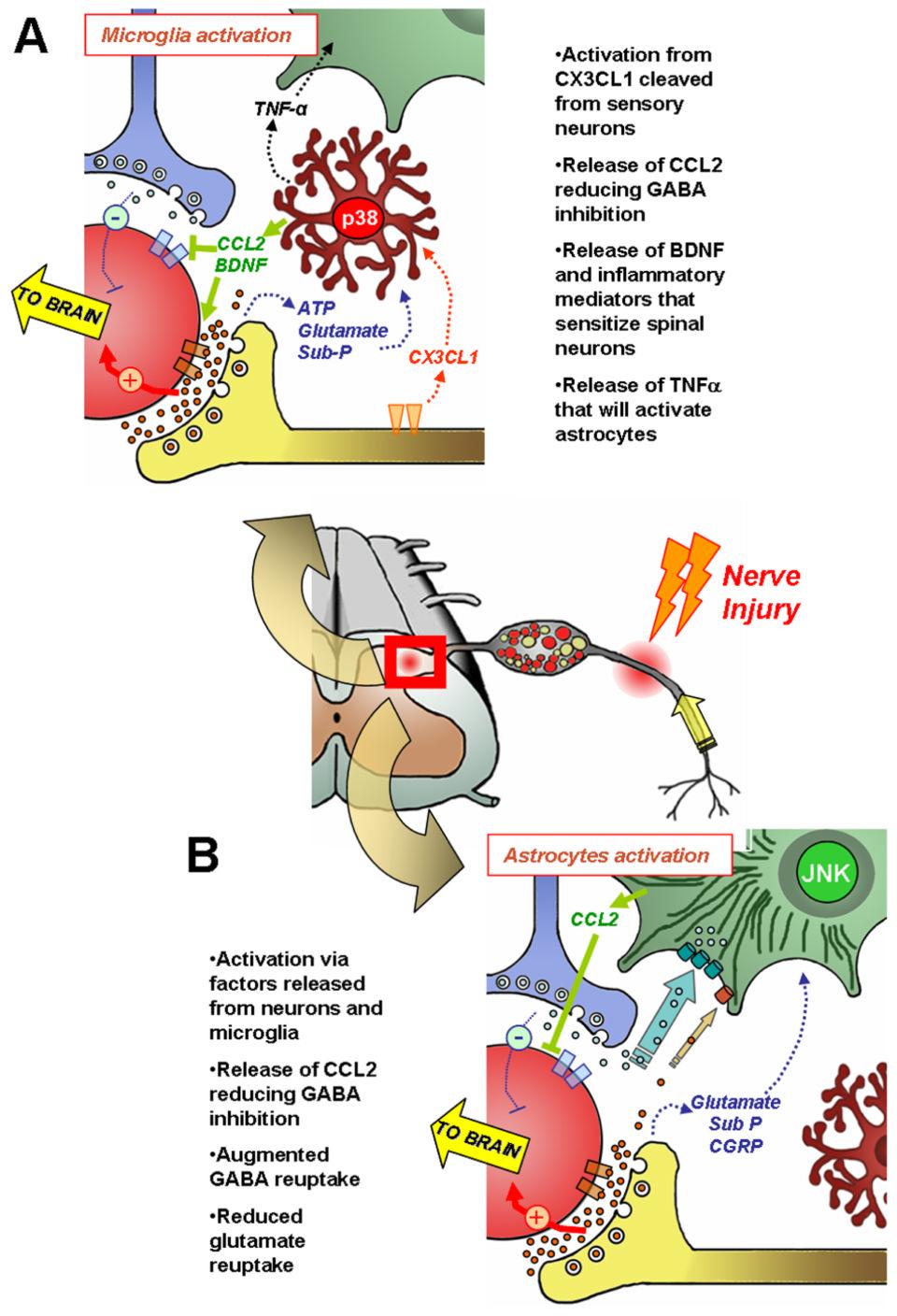 GOSSELIN et al. Page 16 Figure 4. Schematic illustartion of microglial (A) and astrocytic (B) events taking place in the spinal cord in neuropathic pain.