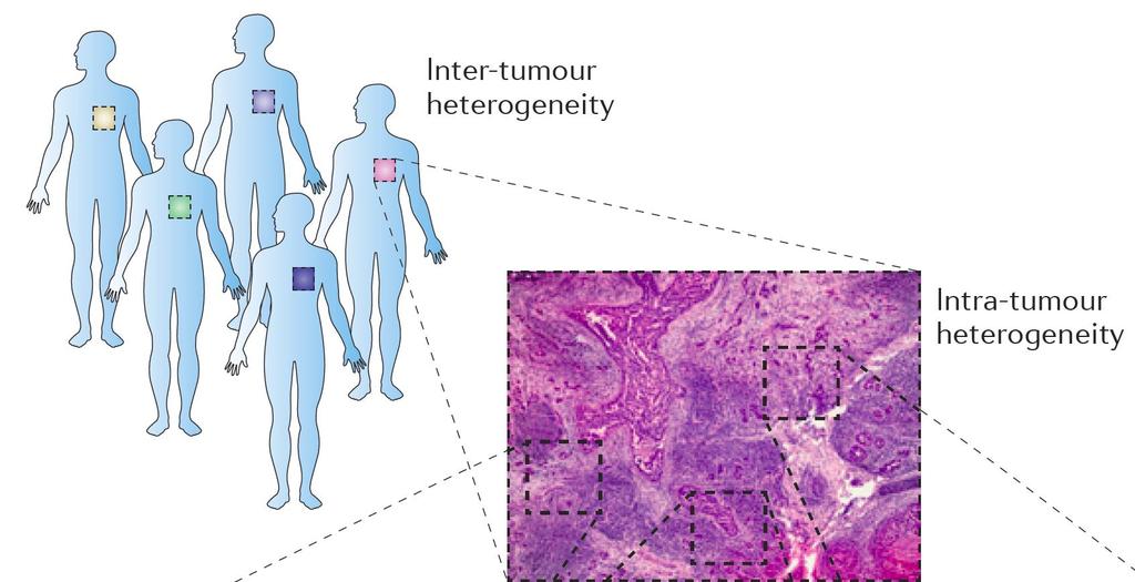 Silencing of kinases Tumor heterogeneity: can induce Quantitative single cell analysis cell state heterogeneity Inter-tumor heterogeneity Patients of same
