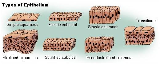 Types of epithelial tissue Squamous Flattened sheet of cells Columnar Tall column shaped cells Cubodial