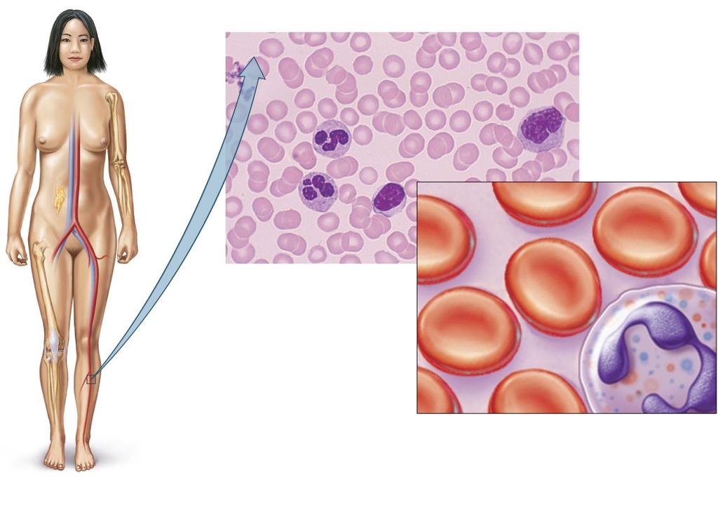 Blood Blood Found within blood vessels Transports