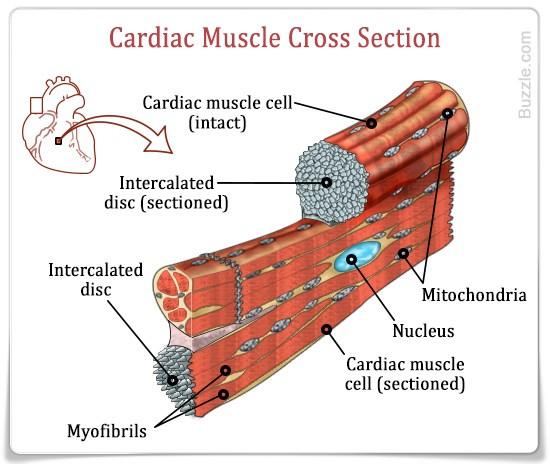 Cardiac muscle Only in the heart (duh.