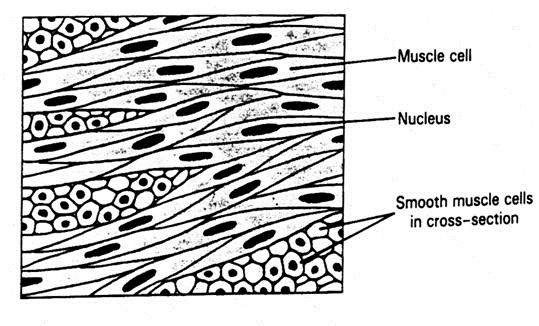 Smooth muscle Involuntary Non
