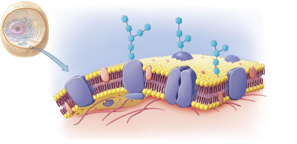 Plasma Membrane Carbohydrate Plasma membrane Embedded protein Extracellular fluid Cholesterol Glycoprotein Glycolipid Outer surface of