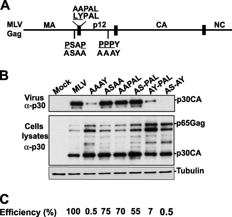 706 JADWIN ET AL. J. VIROL. FIG. 1. Generation and examination of MoMLV L domain mutants. (A) Schematic representation of MoMLV Gag. The positions of the three L domain motifs are indicated.