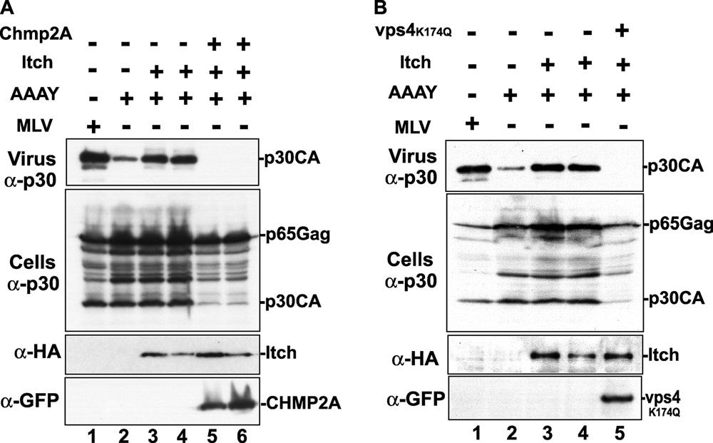 VOL. 84, 2010 ITCH RESCUES BUDDING DEFECTS OF MoMLV 711 FIG. 7. Itch-mediated rescue of the MoMLV AAAY mutant requires an intact ESCRT system and the activity of VPS4 ATPase.