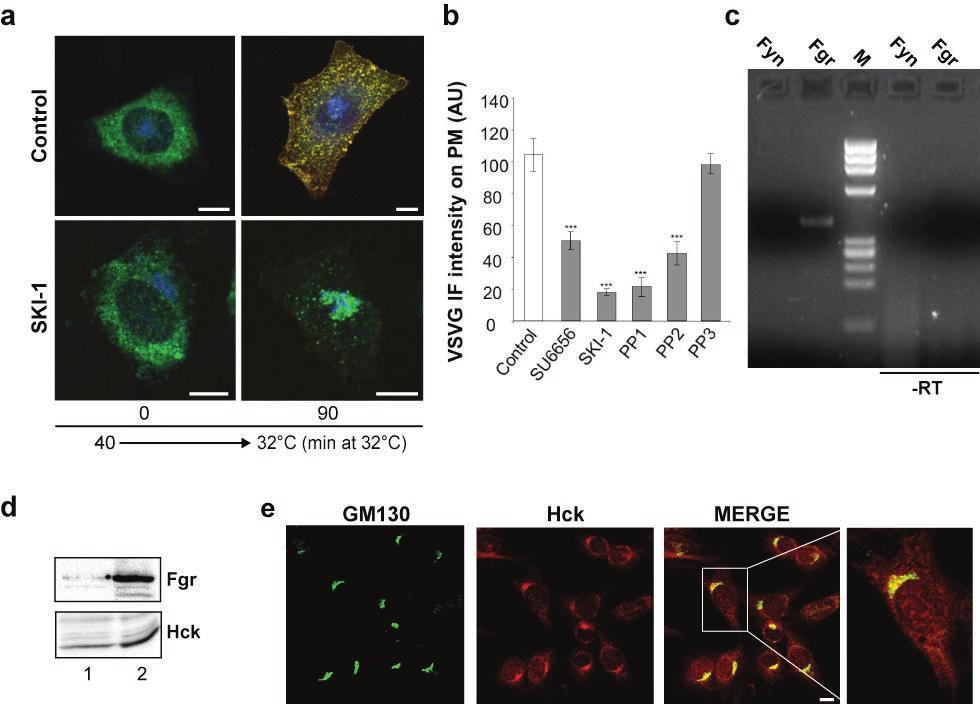 Figure S7 Regulation of intra-golgi trafficking in SYF cells. (a) SFK-inhibitors impairs transport of VSVG in SYF cells.