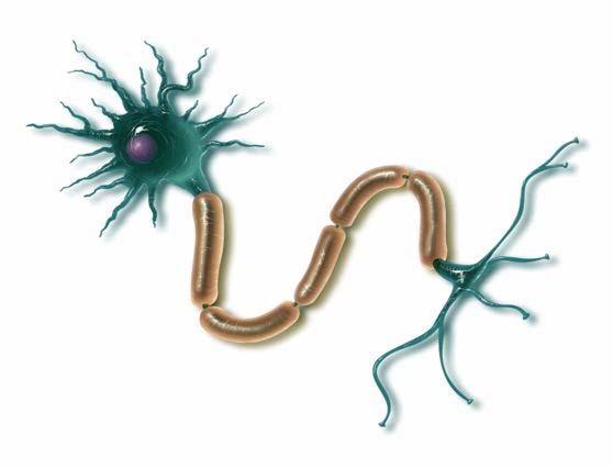 The Neuron: How the Brain s Messaging System Works Dendrites Cell body (the cell s life support