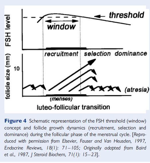 FSH and follicle recruitment FSH rise above threshold leads to recruitment of small antral follicles Short duration of rise fewer follicles Longer