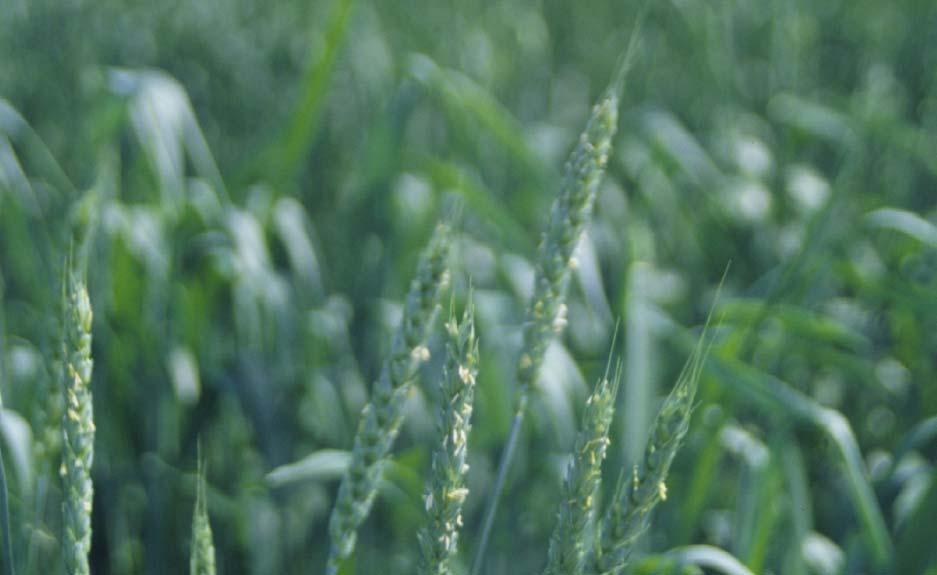Most Susceptible Stage Flowering (Anthesis) Need warm,