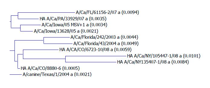Figure 1. Dendogram of Canine Influenza H3N8 HA Sequences York strains. The NA sequence was slightly more conserved than the HA sequence, with 95.