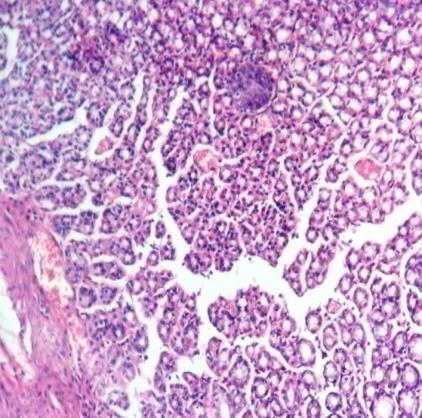 C) AENCL (400mg/kg): Rat stomach showing a protected epithelium due to Aqueous extracts of