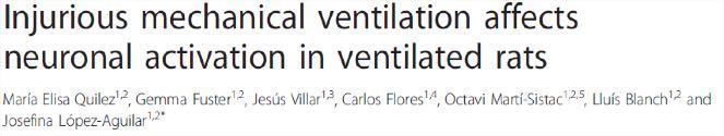 Critical Care 2011, 15:R124 Male Sprague Dawley rats Brain Areas of Interest in Coronal Section were randomized to 3 groups: 1) Anesthetized not ventilated Rts CX 2) Low Vt (8 ml(kg), zero PEEP and 3