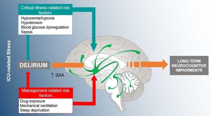 Pathophysiology of neurocognitive alterations in the critically ill