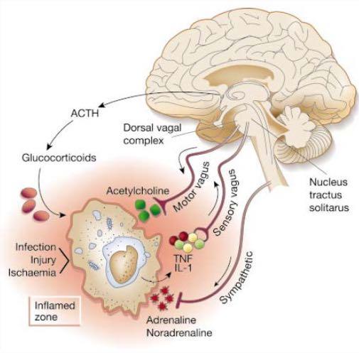 Wiring of the Neuro-Inflammatory