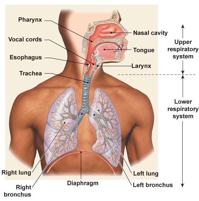 Functional respiratory anatomy Upper respiratory tract (from nostrils