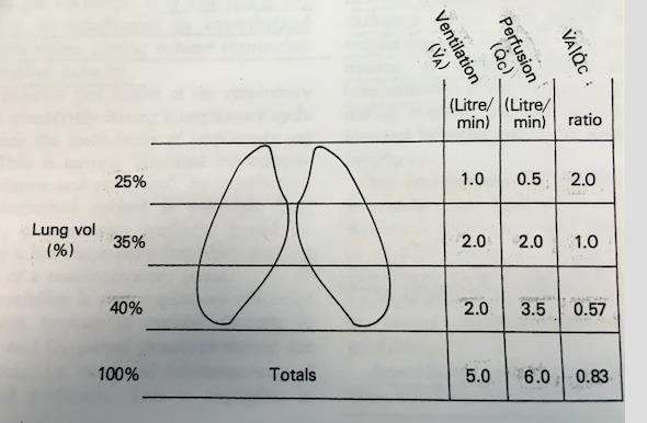 Ventilation /perfusion ratios in an erect subject.