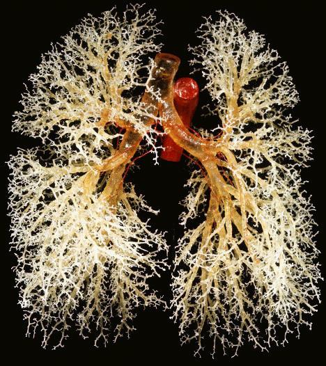 Functional respiratory anatomy Each alveolar sac contains, on average, 17 alveoli.