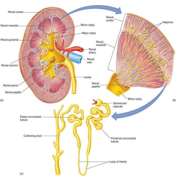 Giltzurrunen anatomia eta fisiologia 4 Wikispaces-en argitaratua Creative Commons Attribution