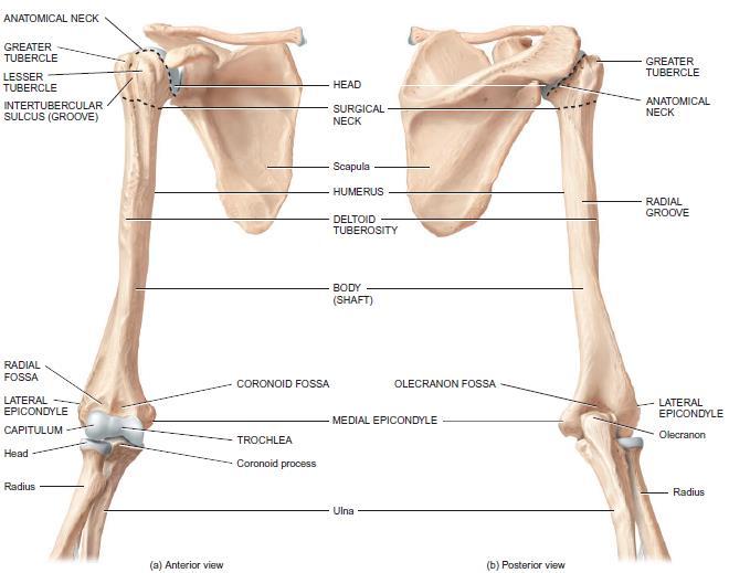 Humerus The humerus or arm bone, is the longest and largest bone of the upper limb.