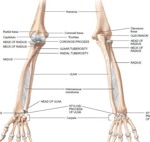 Humerus The medial epicondyle and lateral epicondyle are rough projections on either side of the distal end of the humerus to which the tendons of most muscles of the forearm are