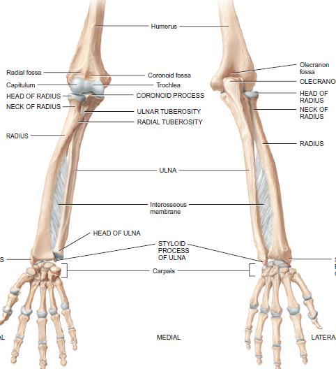 Ulna The ulna is located on the medial aspect of the forearm and is longer than the radius.