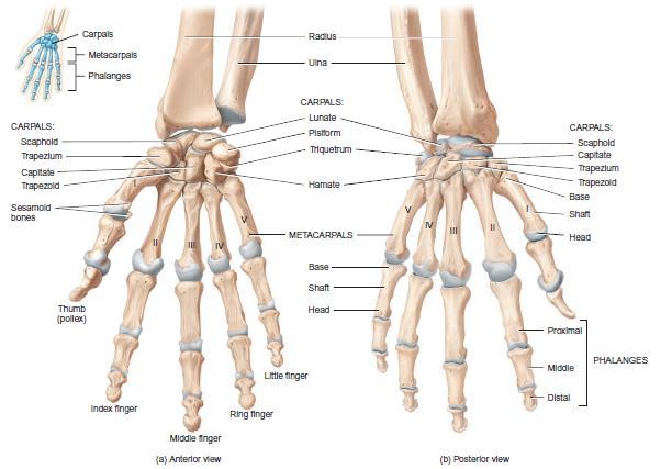 Bones of the hand Carpals.
