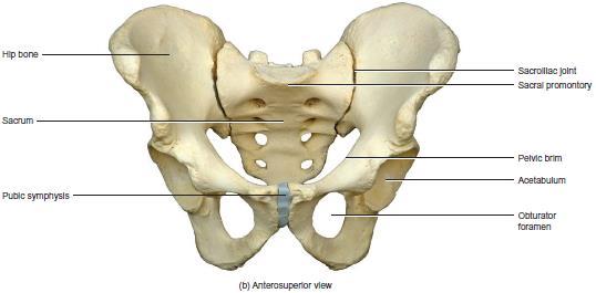 Hip bones are