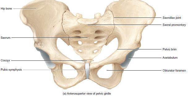 Each of the two hip bones of a newborn consists of three bones separated by cartilage: a superior ilium, an