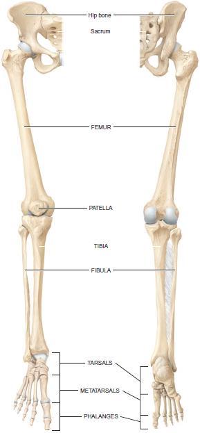 The free lower limb (extremity) has 30 bones in four locations: the femur in the thigh; the patella (knee cap); the tibia and fibula in the