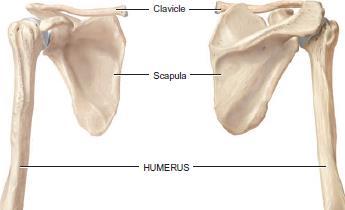 The clavicle is the anterior bone and the
