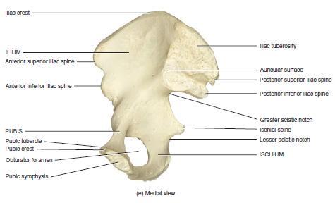 Hip bone